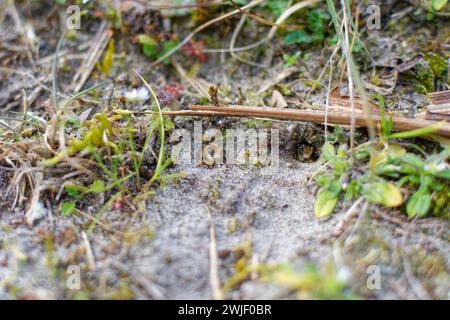 Hillion (Bretagne, Nordwestfrankreich): Bienenbergbau in den Dünen des Nationalen Naturschutzgebiets der Bucht von Saint-Brieuc. Bergbaubienen (andrenidae) Stockfoto