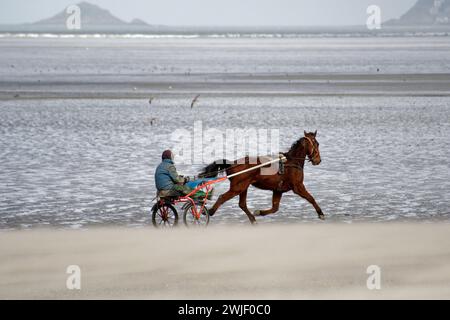 Hillion (Bretagne, Nordwestfrankreich): Pferde galoppieren am Strand im Naturschutzgebiet der Bucht von Saint-Brieuc. Trabpferd und j Stockfoto