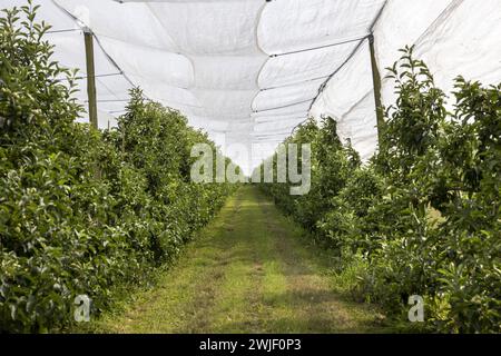 Les Vergers de Sennevieres, unabhängiger Bauernhof und Hofladen in Chevreville (Nordfrankreich): Dieser 80 Hektar große Bauernhof wurde mit dem 3. „Hau Stockfoto