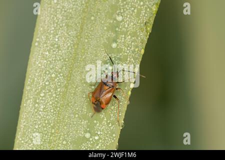 Europäische angetrübte Pflanzenkäfer - Lygus rugulipennis Stockfoto