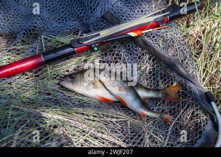 Fische fangen. Mehrere Fische von gemeinem Barsch oder europäischem Barsch, bekannt als Perca Fluviatilis mit Schwimmstab auf schwarzem Fischernetz. Stockfoto