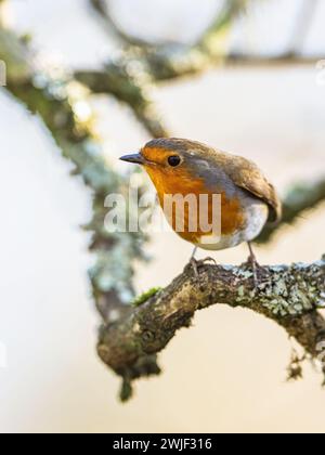 Rotkehlchen, Erithacus rubecula, Vogel im Wald in der Wintersonne Stockfoto