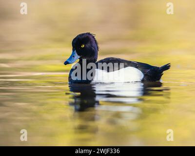 Männlich von getufteter Ente, Aythya fuligula, Vogel auf Wasser im Winter Stockfoto