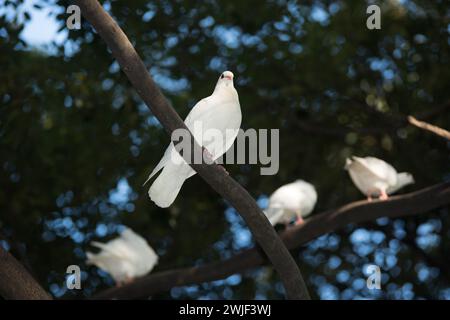 Weiße Taube auf Baumkrone Stockfoto