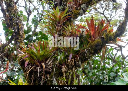 Bromelien und andere epiphytische Pflanzen im Nebelwald in der Nähe von Monteverde, Costa Rica auf etwa 1000 m Höhe. Stockfoto