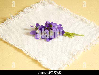 Blumenstrauß aus violetten Veilchen (Viola odorata) Frühlingsblumen auf weißem Baumwolltuch und gelbem Hintergrund mit Platz für Text Stockfoto