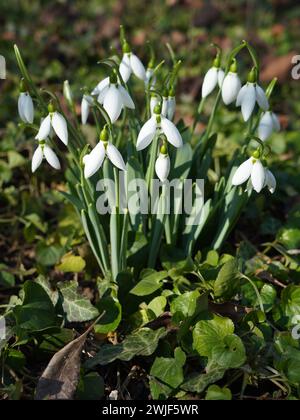 Schneeglöckchen Blumen (galanthus) blühen draußen im Garten in der Sonne im Frühling Stockfoto