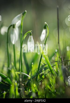 Nahaufnahme von sanften zerbrechlichen Schneeglöckchen galanthus isoliert in der Wildnis Regentropfen weiße Blume Stockfoto