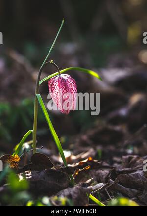 Nahaufnahme der seltenen zerbrechlichen Schlangenkopf Fritillary, Fritillaria meleagris wünschenswerte Feuchtgebiet Wildblume.Laleaua Pestrita Stockfoto