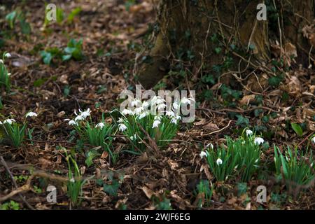 SCHNEEGLÖCKCHEN (Galanthus nivalis) eines der ersten Anzeichen des Frühlings. Schneeglöckchen wachsen auf britischen Waldböden. Stockfoto