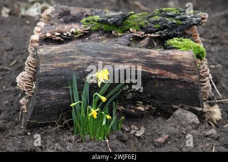 Gelbe Narzissen Narzissen wachsen neben gut verfaultem, mit Pilzen und Moos bewachsenem Baumstamm im feuchten britischen Garten, Winter Februar 2024 Stockfoto