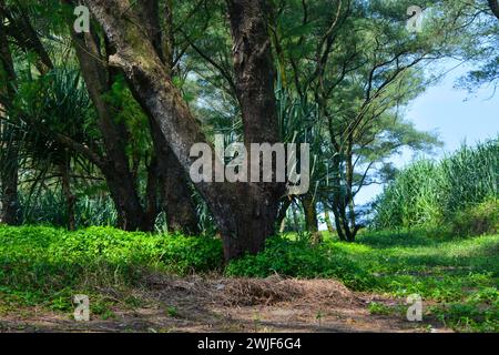 Flache Anlage kleiner Pflanzen um das Haus herum Stockfoto