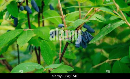 Reife Geißelbeeren auf grünen Zweigen auf einem Busch. Hochwertige Fotos Stockfoto