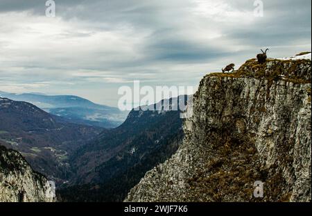 Ein Paar Alpensteinböcke (Capra Steinböcke) am Rand der Creux du Van im schweizer jura im Kanton Neuchâtel Stockfoto