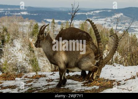 Ein Paar Alpensteinböcke (Capra-Steinböcke) im Winter während der Bruntperiode im schweizer jura Stockfoto