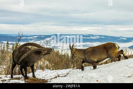 Ein Paar Alpensteinböcke (Capra-Steinböcke) im Winter während der Bruntperiode im schweizer jura Stockfoto