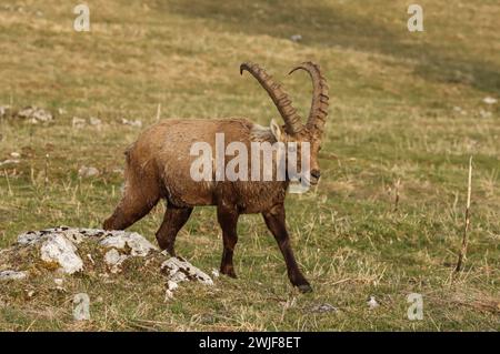 Alpensteinbock männlich (Capra Steinbock) im April auf einer Weide im schweizer juragebirge Stockfoto