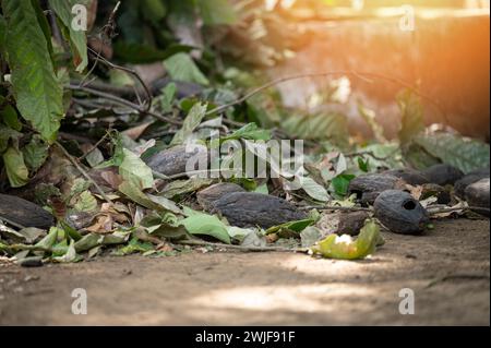 Pilze beschädigte Kakaoschoten und Baumpflanze auf dem Boden aus nächster Nähe Stockfoto