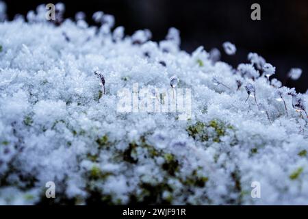 Grünes Wintermoos, bedeckt mit einer dünnen Schneeschicht Stockfoto