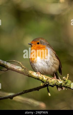 Robin Redbrust sitzt auf einem Zweig in der Sonne. Stockfoto