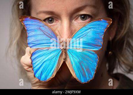 Kuratorin der Naturwissenschaft Clare Brown mit einem südamerikanischen Blauen Morpho-Schmetterling, der Teil einer Sammlung einiger der seltensten und schönsten Schmetterlinge der Welt ist, die im Leeds Discovery Centre aufbewahrt und ausgestellt werden. hier leben Hunderte von Arten aus der ganzen Welt, viele wurden vor mehr als einem Jahrhundert von Forschern und Wissenschaftlern gesammelt. Bilddatum: Donnerstag, 15. Februar 2024. Stockfoto