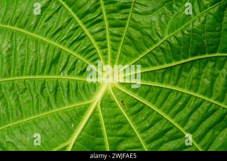 Flache Anlage kleiner Pflanzen um das Haus herum Stockfoto
