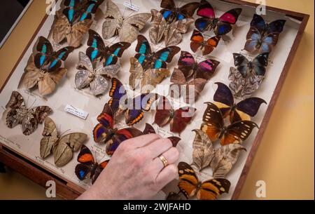 Kurator der Naturwissenschaften Clare Brown mit einigen der seltensten und schönsten Schmetterlinge der Welt, die im Leeds Discovery Centre aufbewahrt und ausgestellt werden. Hier leben Hunderte von Arten aus der ganzen Welt, von denen viele vor mehr als einem Jahrhundert von Entdeckern und Wissenschaftlern gesammelt wurden. Bilddatum: Donnerstag, 15. Februar 2024. Stockfoto