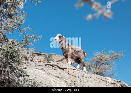 Langhaarige bunte Ziege posiert auf den Felsen des Jabel Shams Canyon, Gulch, Balcony Walk, Oman Stockfoto