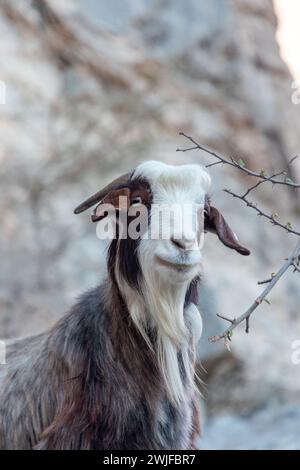 Porträt einer mehrfarbigen, langhaarigen Ziege auf den Felsen des Jabel Shams Canyon, Gulch, Balcony Walk, Oman Stockfoto