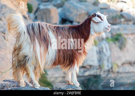 Langhaarige bunte Ziege auf den Felsen des Jabel Shams Canyon, Gulch, Balcony Walk, Oman Stockfoto