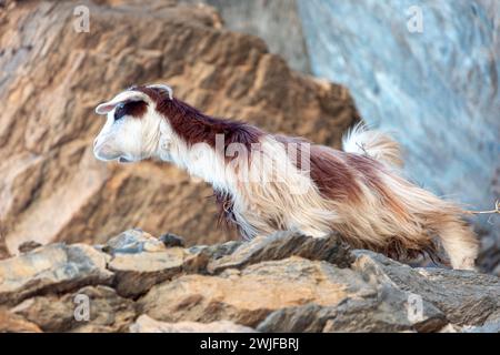 Langhaarige bunte Ziege auf den Felsen des Jabel Shams Canyon, Gulch, Balcony Walk, Oman Stockfoto