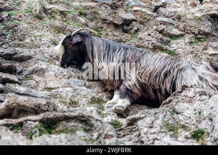 Langhaarige bunte Ziege auf den Felsen des Jabel Shams Canyon, Gulch, Balcony Walk, Oman Stockfoto