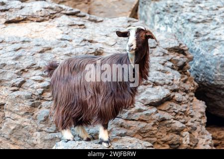 Langhaarige bunte Ziege auf den Felsen des Jabel Shams Canyon, Gulch, Balcony Walk, Oman Stockfoto