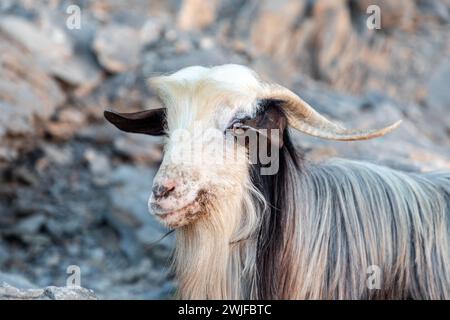 Porträt einer mehrfarbigen, langhaarigen Ziege auf den Felsen des Jabel Shams Canyon, Gulch, Balcony Walk, Oman Stockfoto