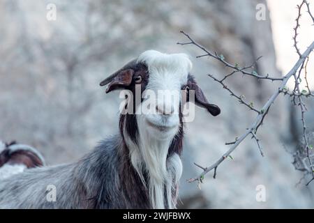 Porträt einer mehrfarbigen, langhaarigen Ziege auf den Felsen des Jabel Shams Canyon, Gulch, Balcony Walk, Oman Stockfoto