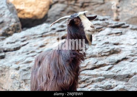 Langhaarige bunte Ziege auf den Felsen des Jabel Shams Canyon, Gulch, Balcony Walk, Oman Stockfoto