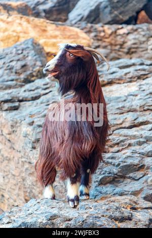 Langhaarige bunte Ziege auf den Felsen des Jabel Shams Canyon, Gulch, Balcony Walk, Oman Stockfoto