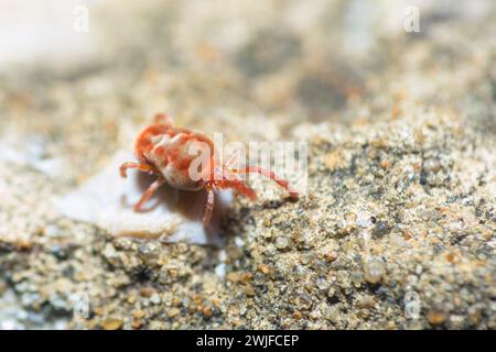 Echte Samtmilbe, Allothrombium Fuliginosum Stockfoto