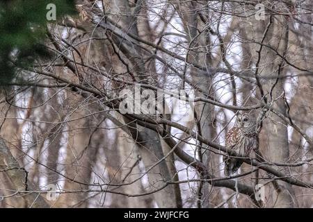 Silver Spring, Maryland, USA. Februar 2024. Am Mittwoch, den 14. Februar 2024, sitzt eine Eulengitterkeule in Silver Spring, Maryland, auf einem Baum. Die Brutsaison für Eulen ist von Dezember bis März, und die Art paart sich auf Leben und zieht jährlich eine Brut auf. (Kreditbild: © Eric Kayne/ZUMA Press Wire) NUR REDAKTIONELLE VERWENDUNG! Nicht für kommerzielle ZWECKE! Stockfoto