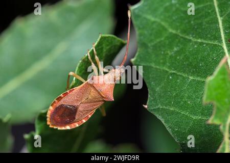 Kastenwanze, Gonocerus Acuteangulatus, mit einer verletzten Antenne, blattfüßige Wanze auf einem Blatt Stockfoto