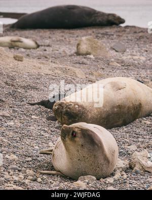 Robben in der Ruhe am Strand von Punta Ninfas (Argentinien) Stockfoto