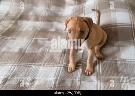Pitbull-Hund, Welpe, spielt glücklich auf einem Bett. Niedliches Haustier. Stockfoto