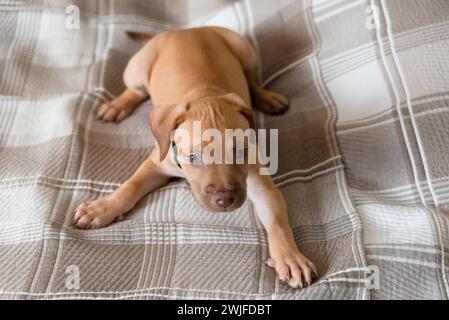 Pitbull-Hund, Welpe, spielt glücklich auf einem Bett. Niedliches Haustier. Stockfoto