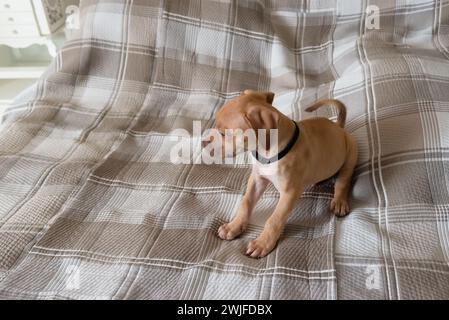 Pitbull-Hund, Welpe, spielt glücklich auf einem Bett. Niedliches Haustier. Stockfoto