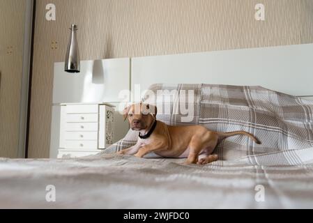 Pitbull-Hund, Welpe, spielt glücklich auf einem Bett. Niedliches Haustier. Stockfoto