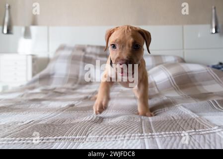 Pitbull-Hund, Welpe, spielt glücklich auf einem Bett. Niedliches Haustier. Stockfoto
