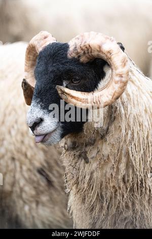 Blackface-Schafe Stockfoto