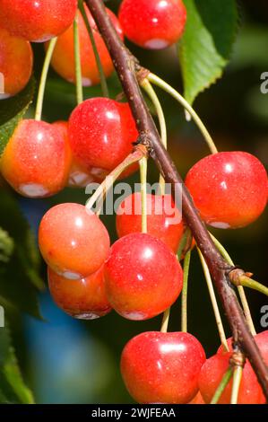 Königliche Anne Kirschen, Johnson Farm, Keizer, Oregon Stockfoto