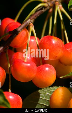 Königliche Anne Kirschen, Johnson Farm, Keizer, Oregon Stockfoto