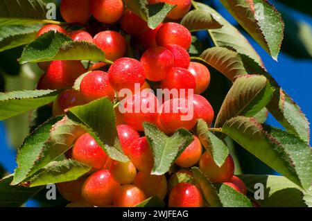 Königliche Anne Kirschen, Johnson Farm, Keizer, Oregon Stockfoto